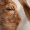 Hello Honey® 11" Brown & White Hand-Painted Decorative Stoneware Goat Vase